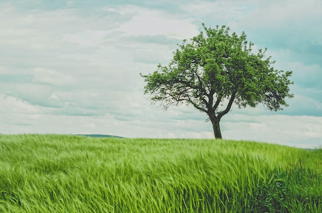 Tree Cutting Contractors: Choosing the Right Service for Your Property