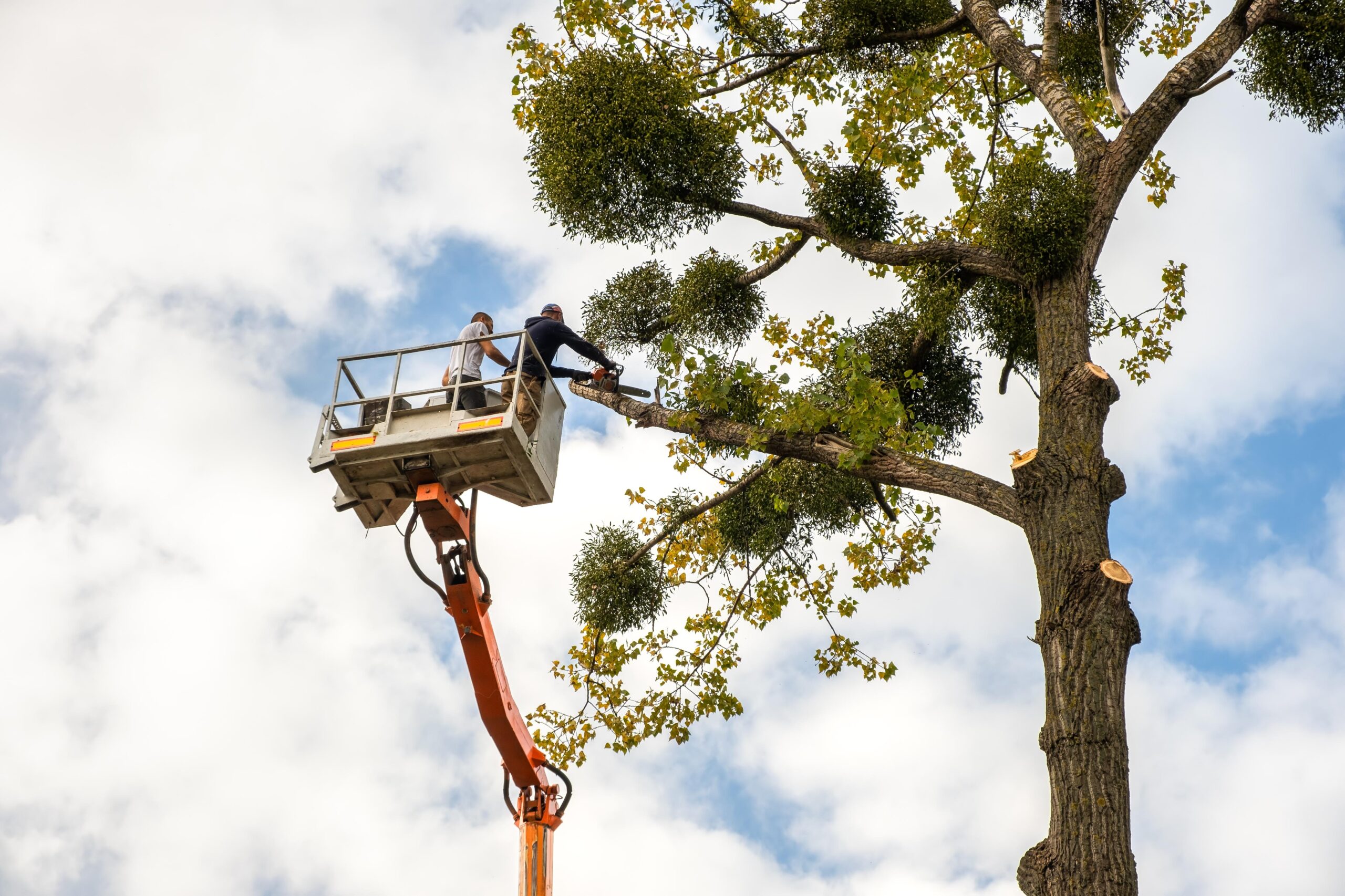 Tree Removal Explained: Techniques, Benefits, and What to Expect
