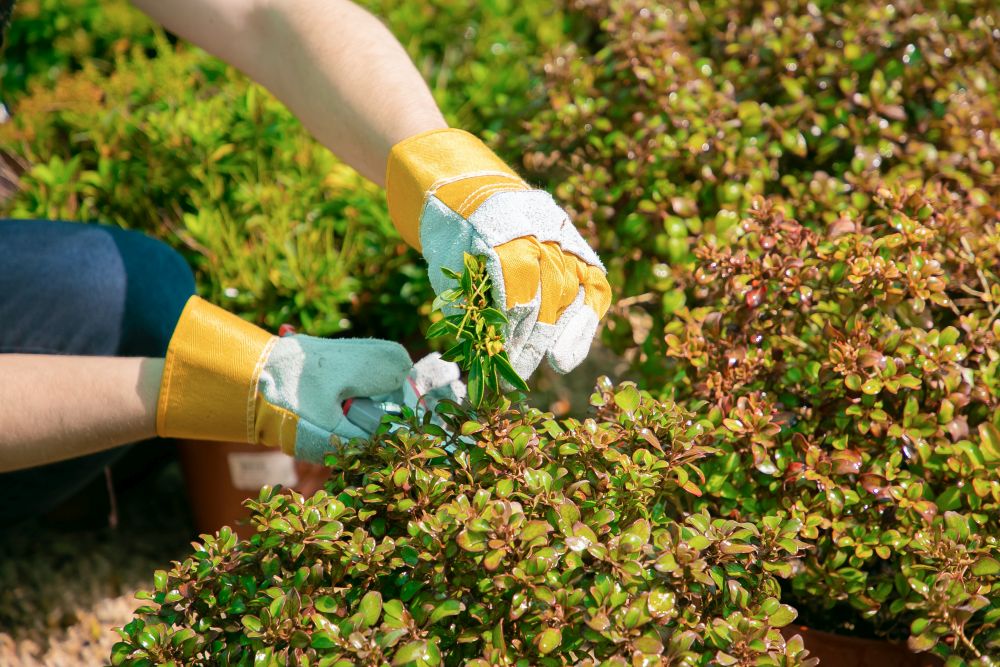 Landscape Maintenance: Essential Tasks for Healthy Outdoor Spaces